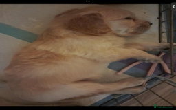 Mixed Breed dogs for sale: Beautiful chunky golden retriever x cockapoos  - Image 16