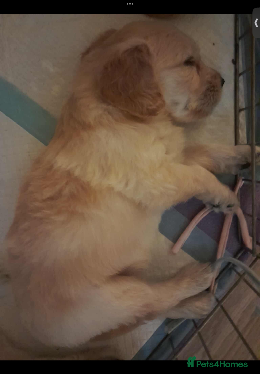 Mixed Breed dogs for sale: Beautiful chunky golden retriever x cockapoos  - Image 16