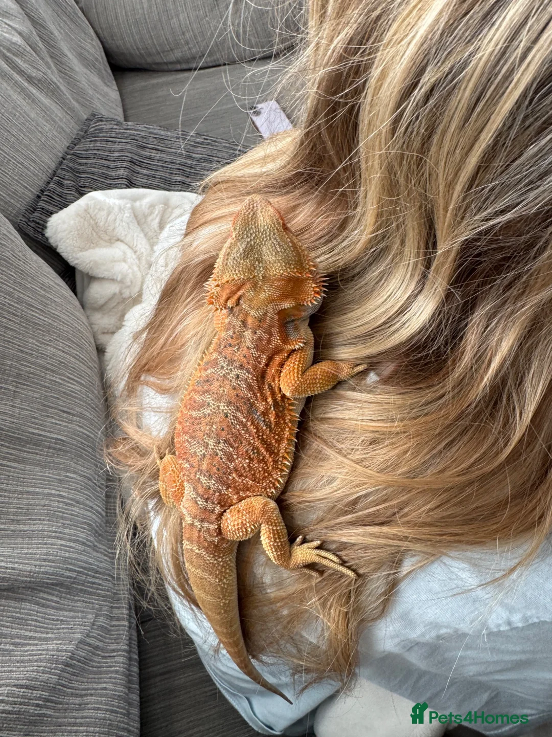 Bearded Dragon reptiles for sale: Male bearded dragon  - Advert 2
