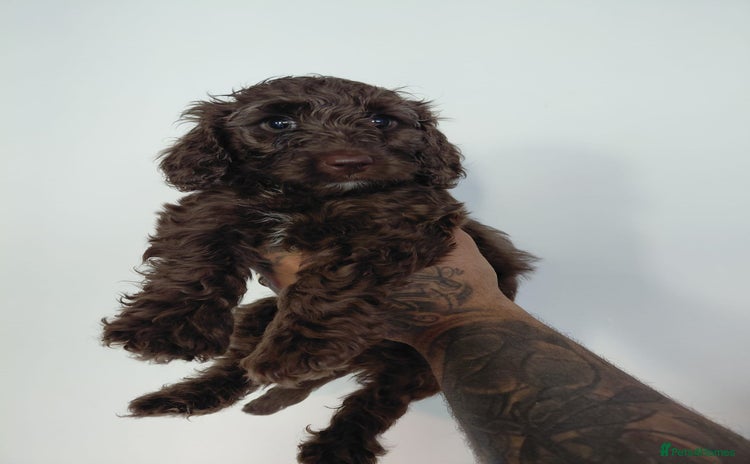 Doxiepoo dogs - Advert 2