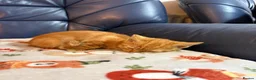 Domestic Shorthair cats for sale: 💙🐈 Two beautiful ginger boys 🐈💙  - Advert 7