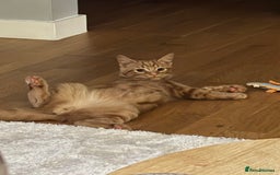 Domestic Shorthair cats for sale: Pumpkin  - Image 2