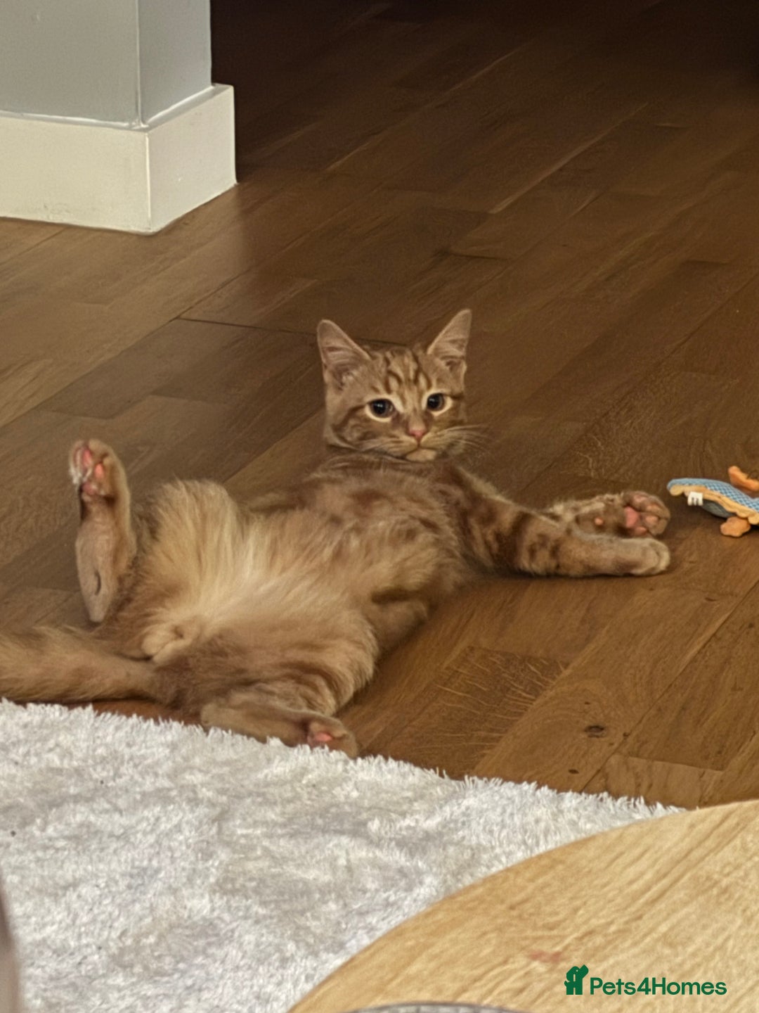 Domestic Shorthair cats for sale: Pumpkin  - Image 2
