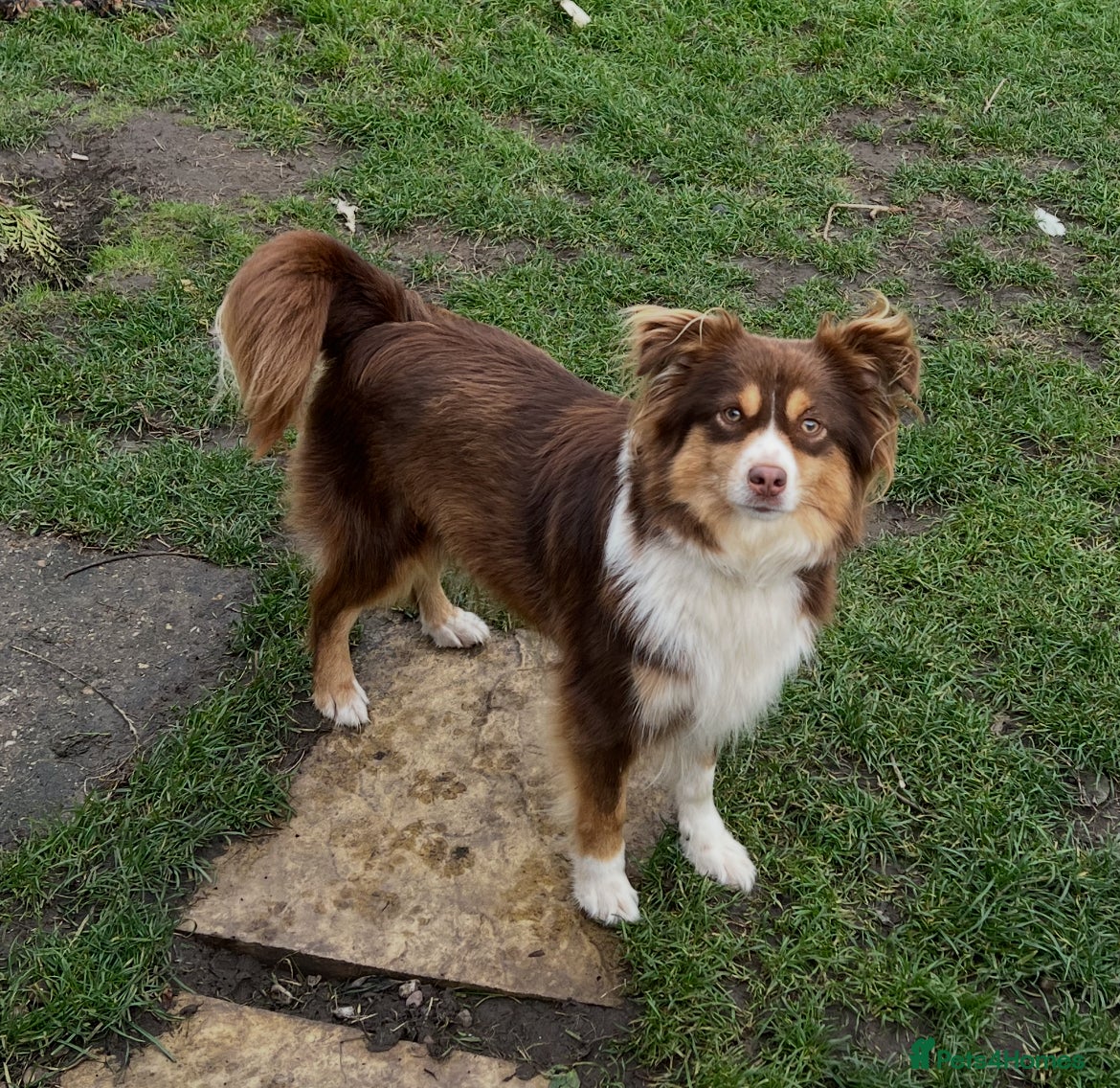 Miniature American Shepherd dogs Miniature American Shepherd  - Advert 1