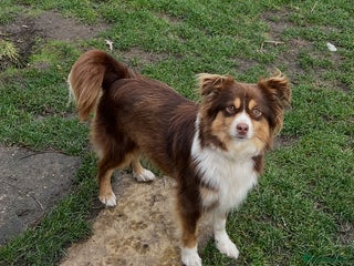 Miniature American Shepherd dogs Miniature American Shepherd - Advert 1