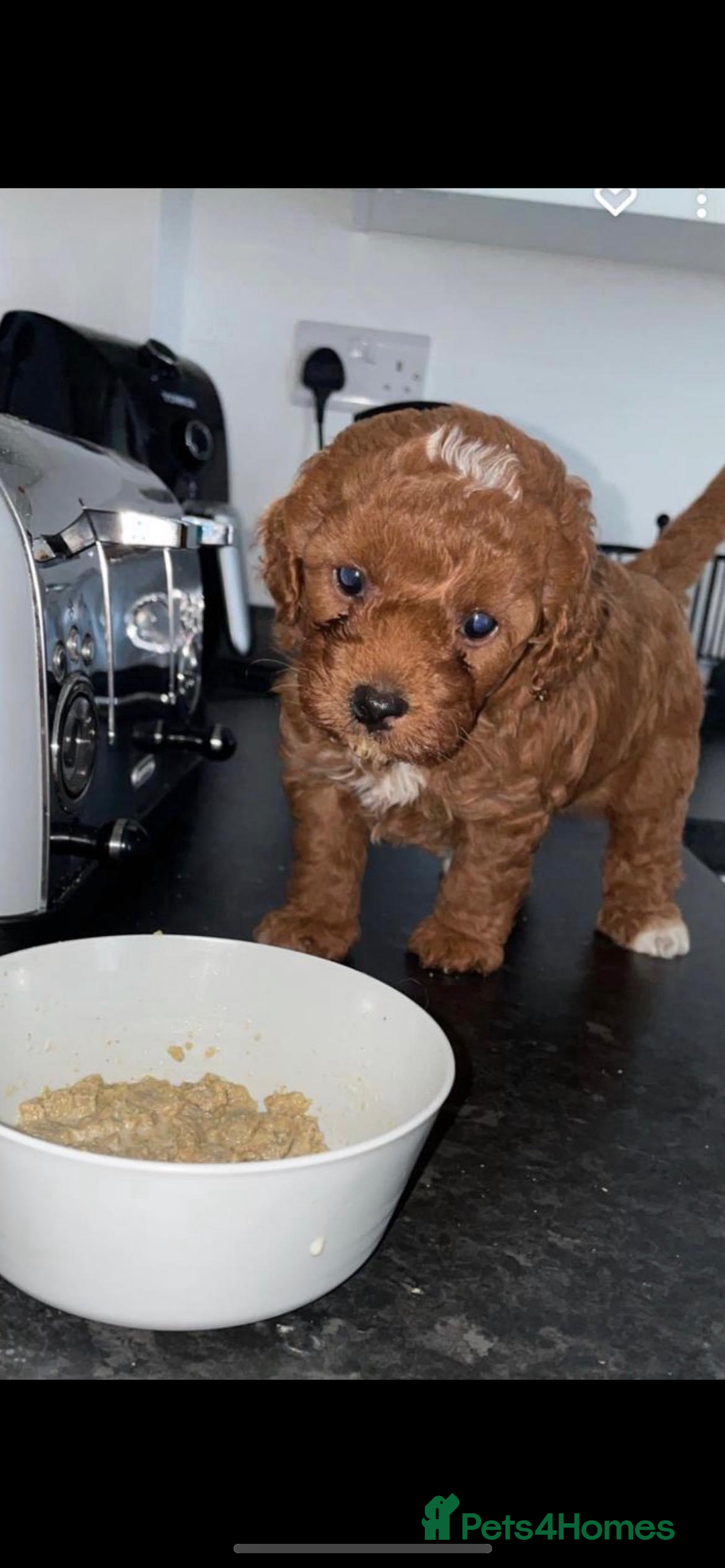 Cavapoo dogs for sale: RUBY ROSE - Cavapoo f1 ruby red - Image 5