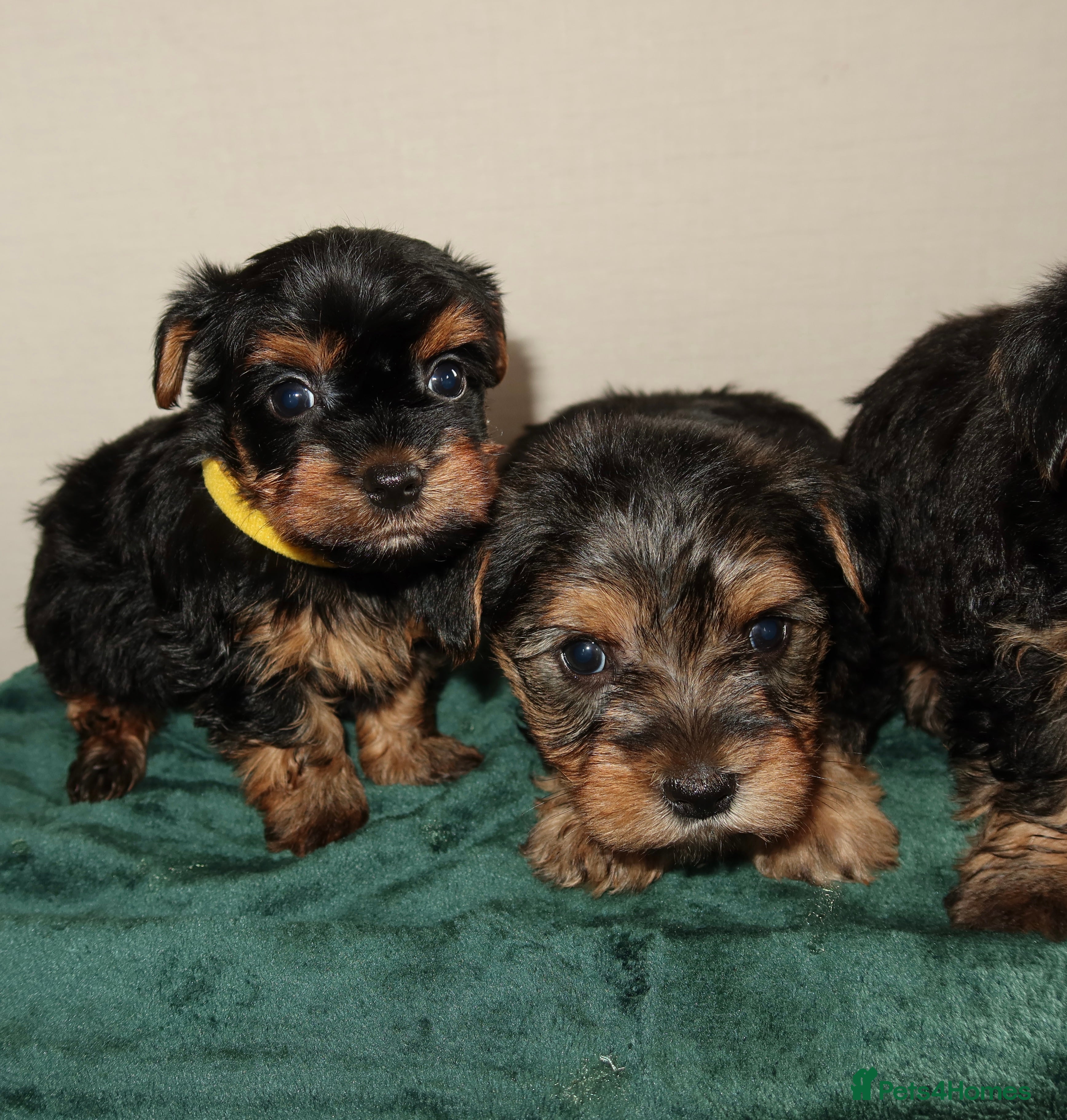 Yorkshire Terrier dogs Yorkshire terrier puppy’s 🐶  - Advert 13