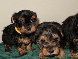 Yorkshire Terrier dogs Yorkshire terrier puppy’s 🐶 - Advert 7