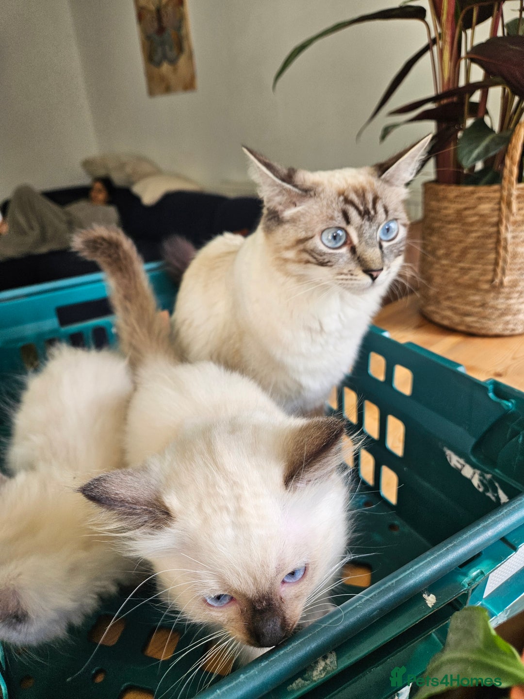 Ragdoll cats for sale: 2 beautiful ragdoll kittens for sale 9 weeks old - Image 9