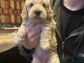 Cockapoo dogs Wonderful Litter of Cockerpoos, in Belper - Advert 4