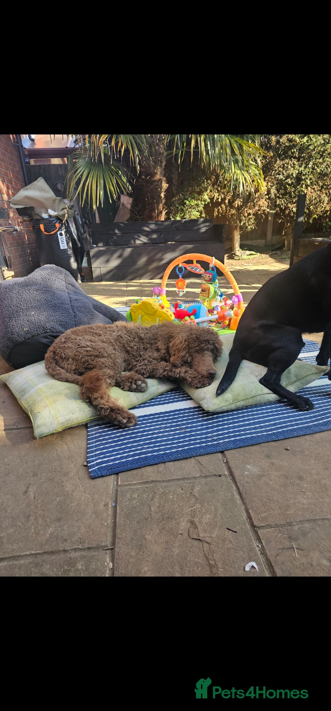 Labradoodle dogs for sale: Ready to go! gorgeous Teddy-Labradoodles - Advert 4