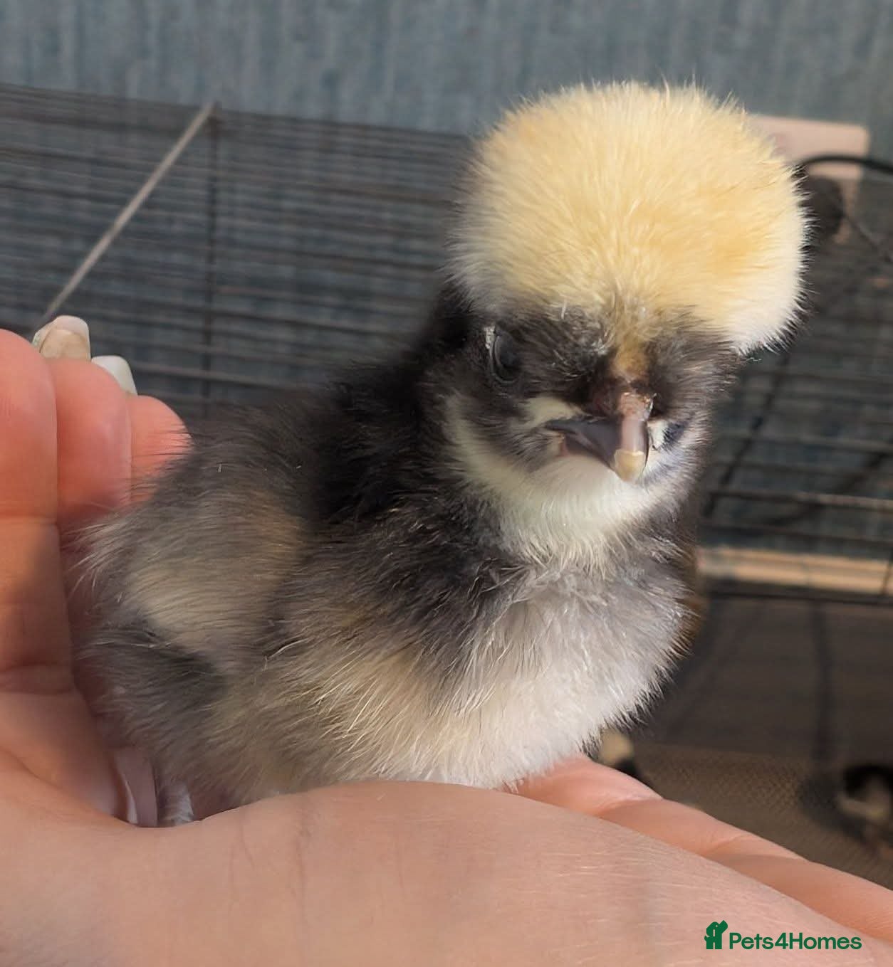 Chickens poultry Cuckoo polish chicks  - Advert 18
