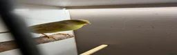 Canaries birds for sale: 2 x canaries with cage  - Advert 2