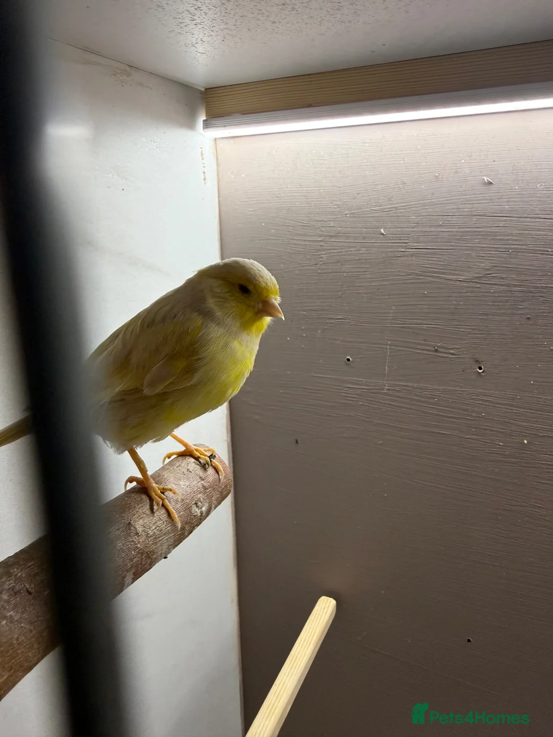 Canaries birds for sale: 2 x canaries with cage  - Advert 2