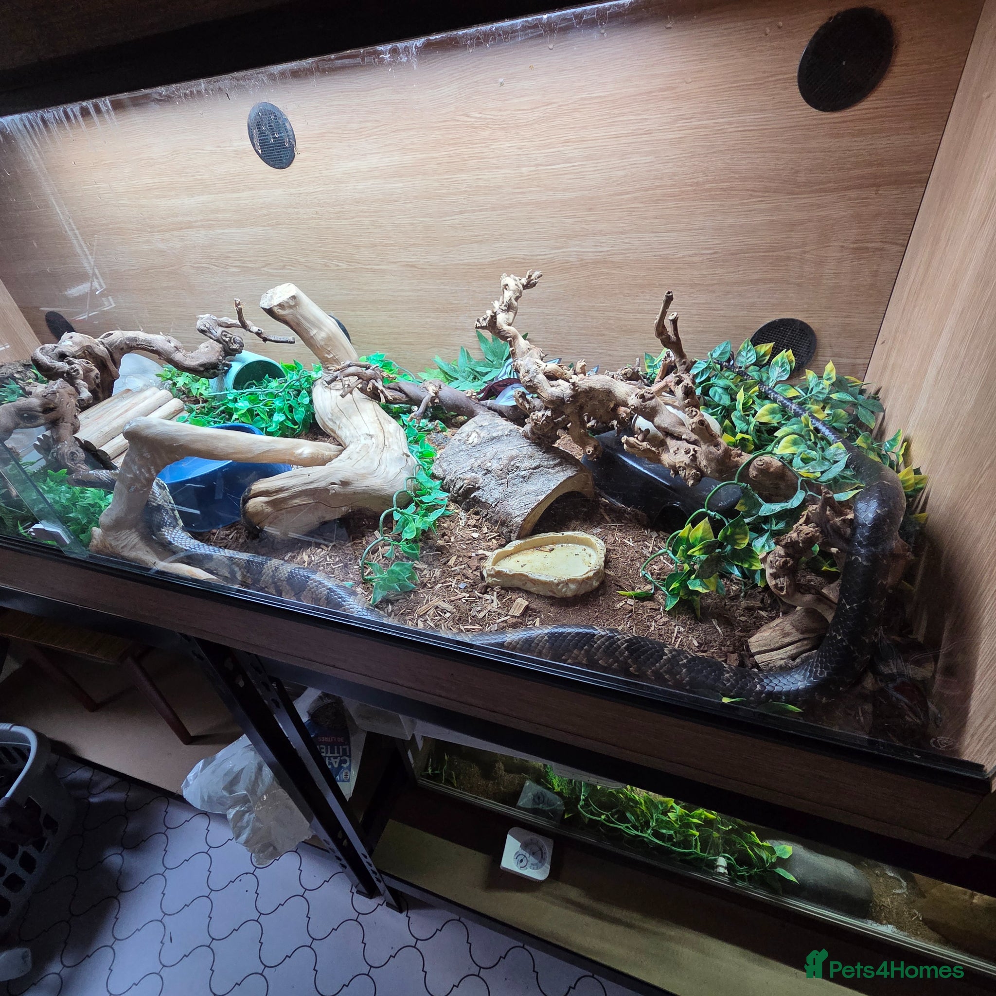Snake reptiles for sale: False Water Cobra in Telford - Advert 2
