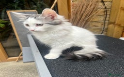 Persian cats for sale: Very cute kittens  - Image 11