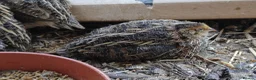 Quail poultry for sale: Japanese Coturnix males🐤  in Boston - Advert 3