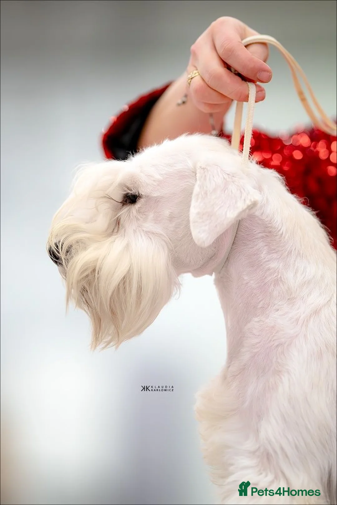 Miniature Schnauzer dogs for stud: Junior Champion of Poland 2024 in Preston - Advert 2