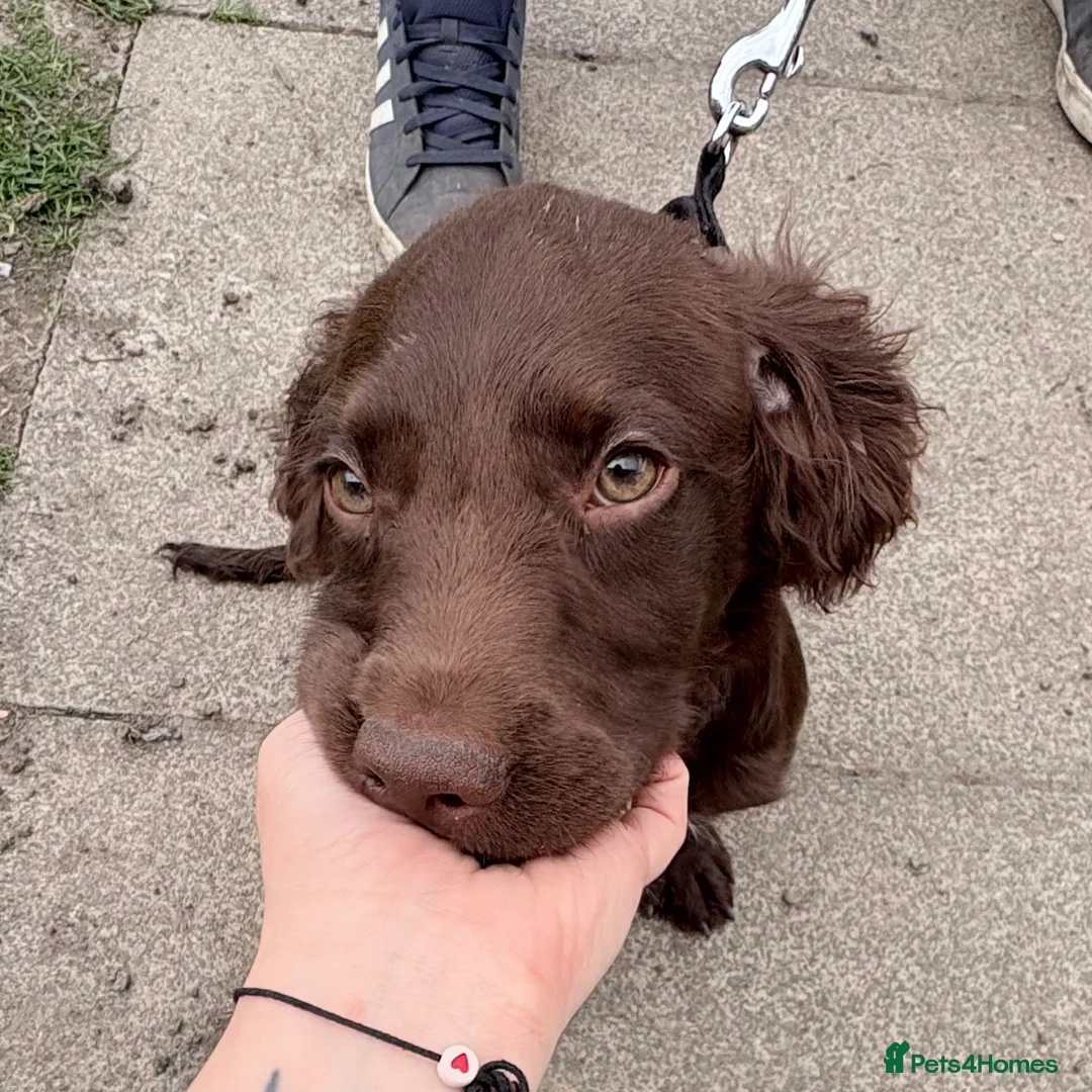 Springador dogs for sale: 15 Week Old Springador Pup  - Advert 1