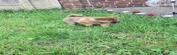 Japanese Shiba Inu dogs for sale: Japan Shiba inu  - Advert 12