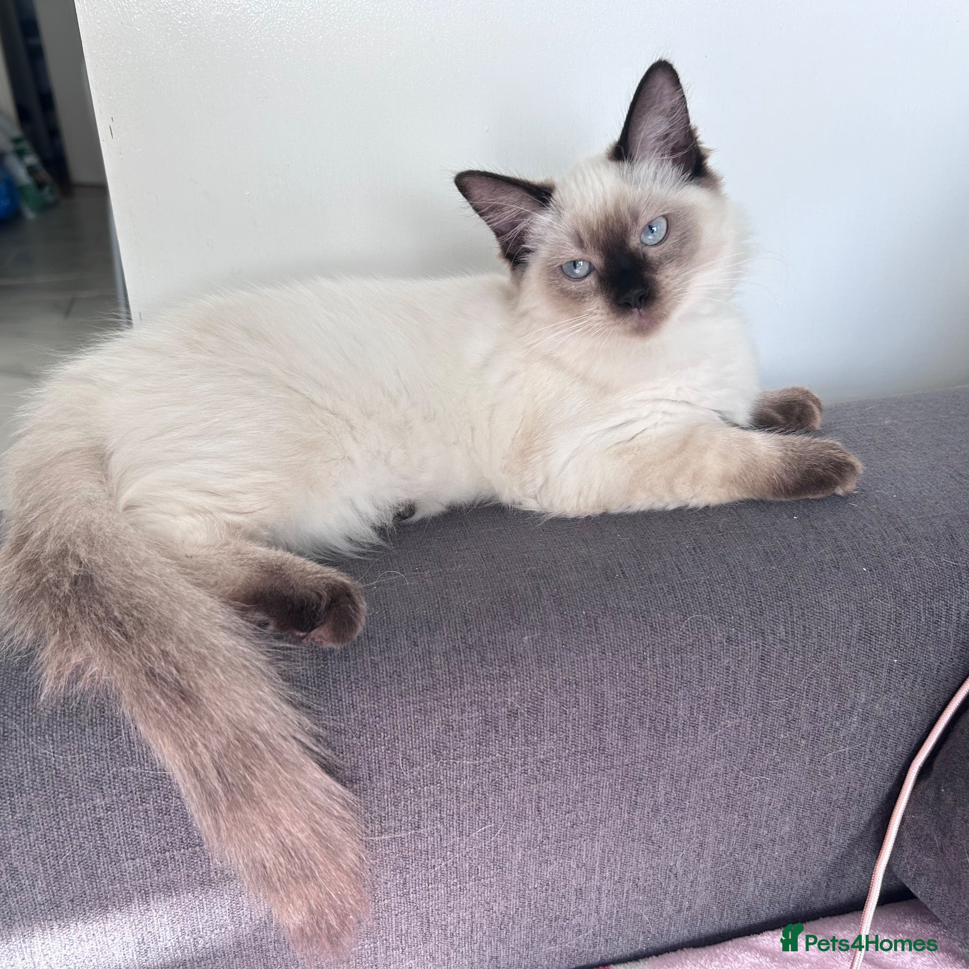 Ragdoll cats  floppy Ragdoll kittens1 male💙&1 female🩷 left  - Advert 15
