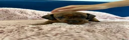Miniature Dachshund dogs for sale: Beautiful pedigree KC miniature dachshund puppies  - Advert 8
