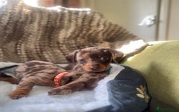 Miniature Dachshund dogs for sale: True miniature smooth coat dachshund puppies  - Image 9
