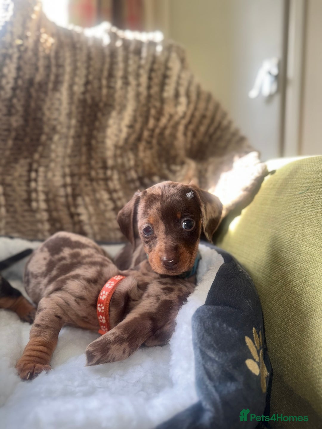 Miniature Dachshund dogs for sale: True miniature smooth coat dachshund puppies  - Image 9
