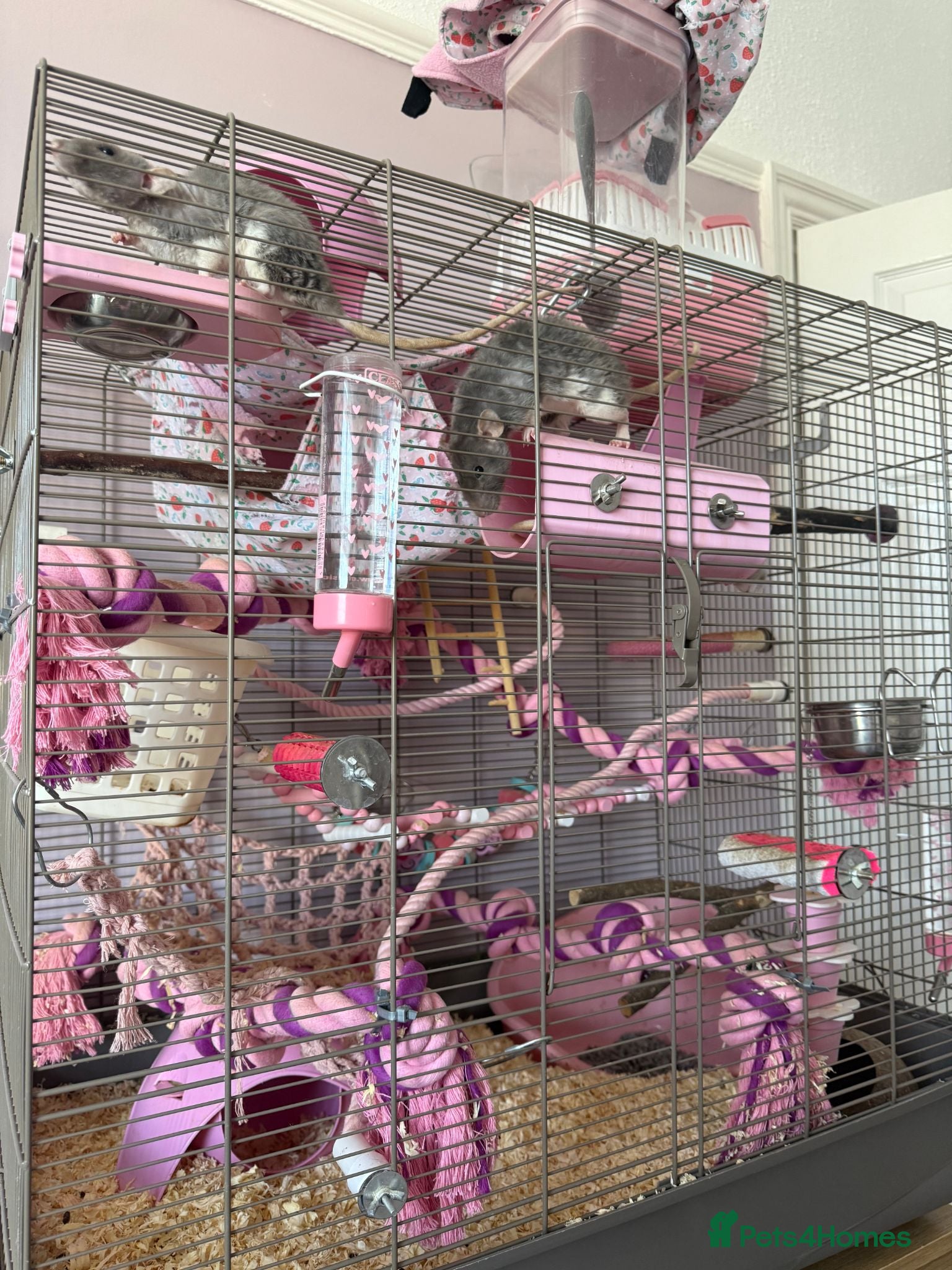 Rat rodents Three Female Rats  - Advert 3