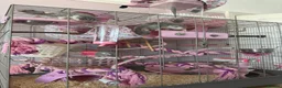 Rat rodents for sale: Three Female Rats  in Wirral - Advert 1