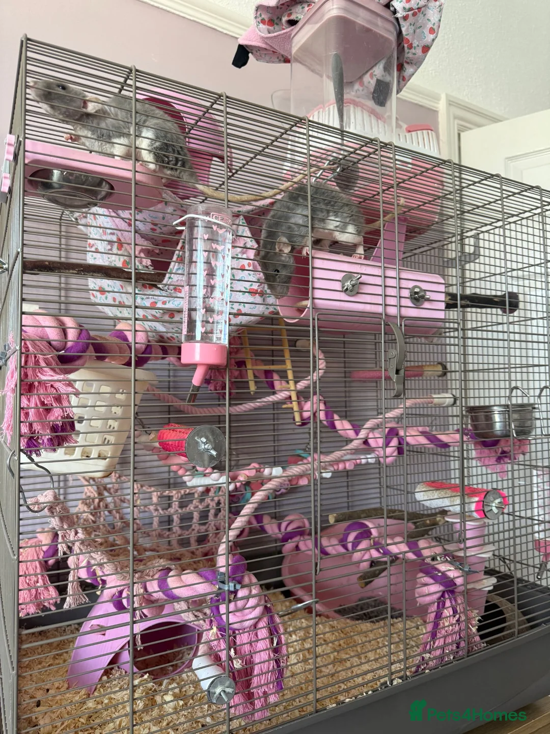 Rat rodents for sale: Three Female Rats  in Wirral - Advert 1