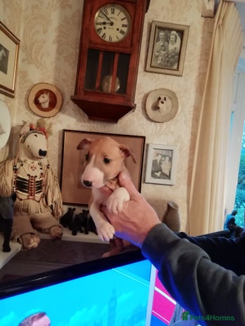 English Bull Terrier dogs - Advert 2