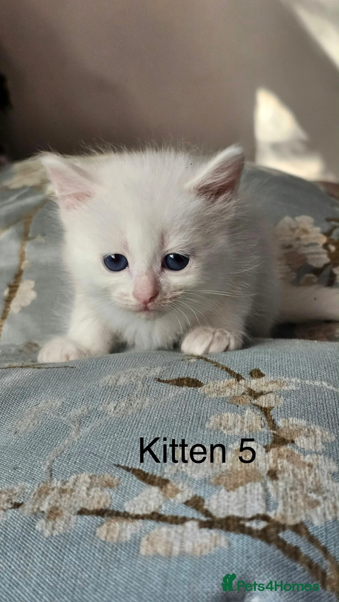 Siberian cats for sale: Beautiful Siberian Kittens (Blue eyed) - Advert 13