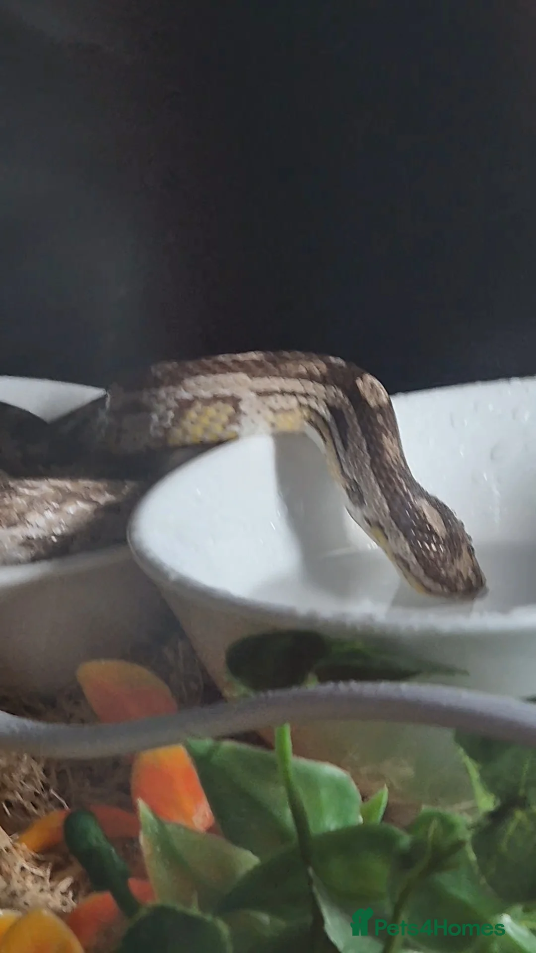 Corn Snake reptiles for sale: Corn snake with set up  - Advert 1