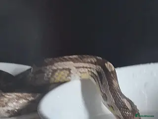 Corn Snake reptiles Corn snake with set up - Advert 2