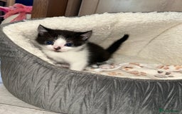 Mixed Breed cats for sale: Kittens  in Lincoln - Image 12