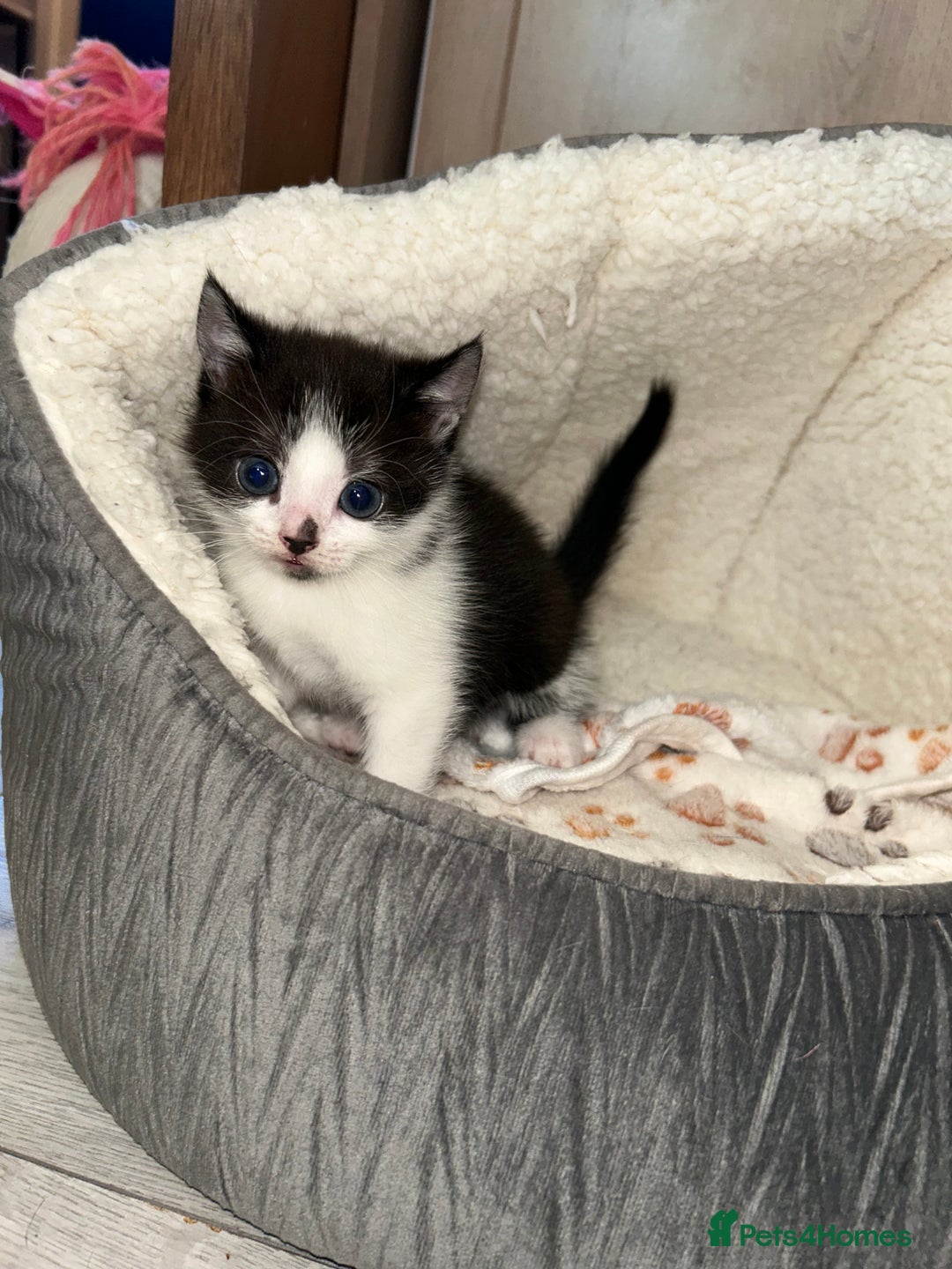 Mixed Breed cats for sale: Kittens  in Lincoln - Image 12