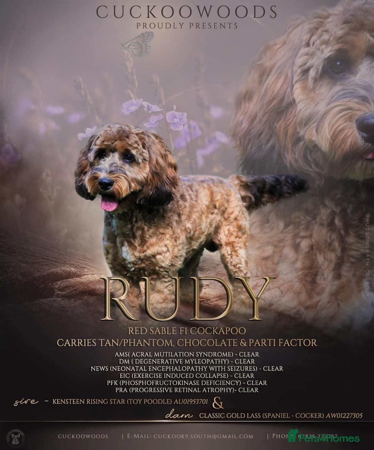 Cockapoo dogs Red Sable - Carrys Tan/Phantom, Parti &amp; Chocolate in Eastleigh - Advert 15