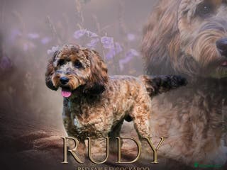 Cockapoo dogs Red Sable - Carrys Tan/Phantom, Parti & Chocolate in Eastleigh - Advert 15