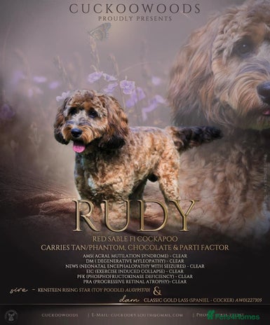 Cockapoo dogs in Eastleigh - Advert 1