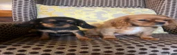 Cavalier King Charles Spaniel dogs for sale: Beautiful Cavaleir King Charles puppies  - Advert 4
