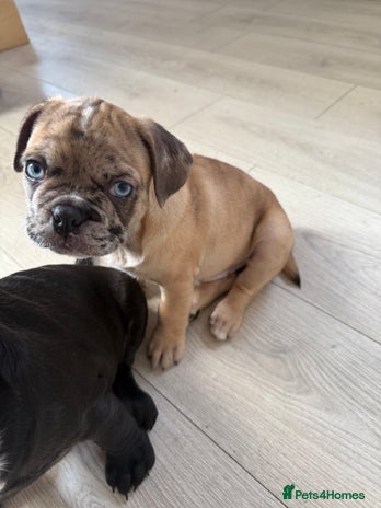 Frug dogs - Advert 9