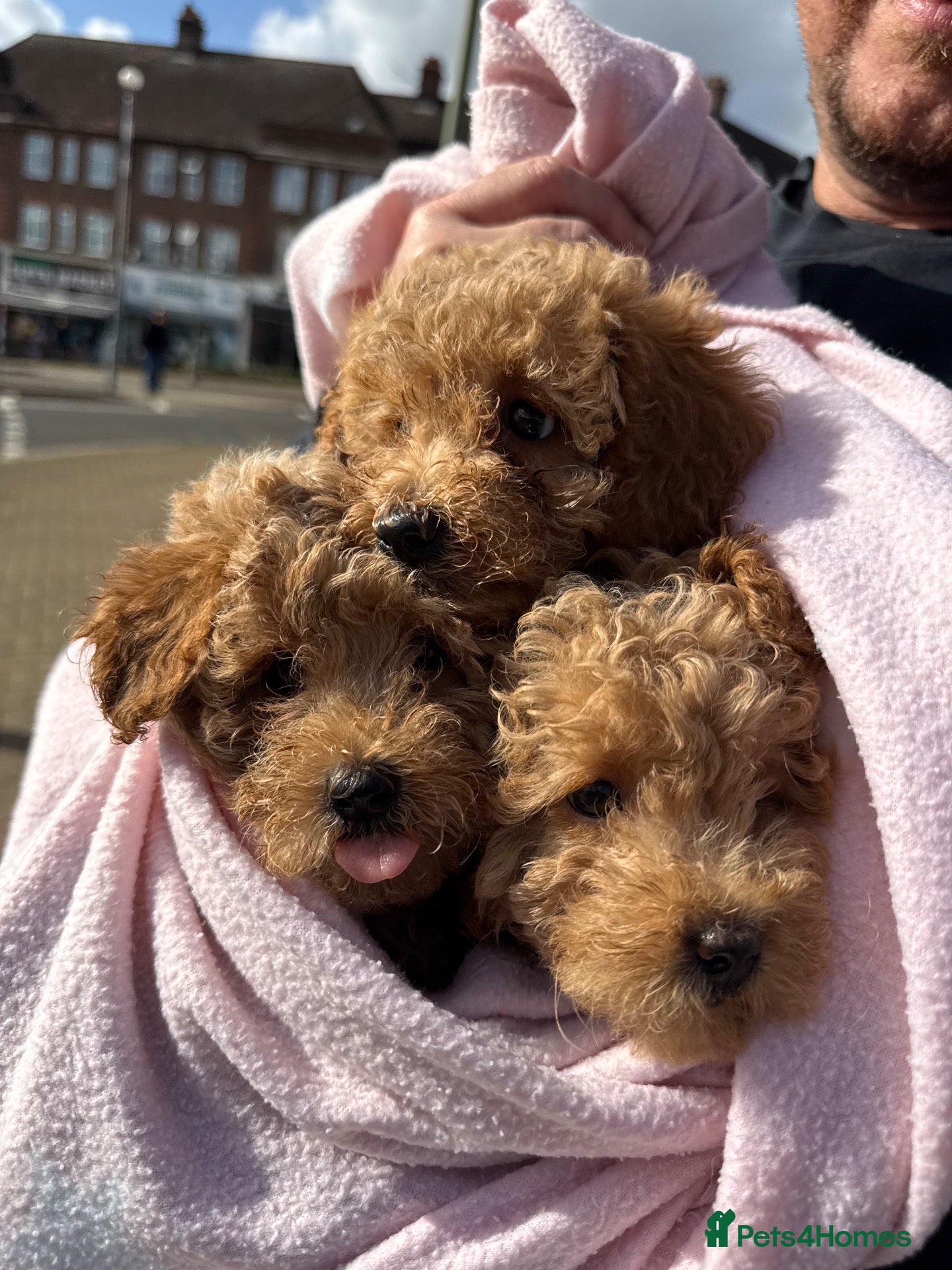 Toy Poodle dogs  Only 1 Male& 1 Female Toy Poodle Puppy Left! 🐶❤️ - Advert 1