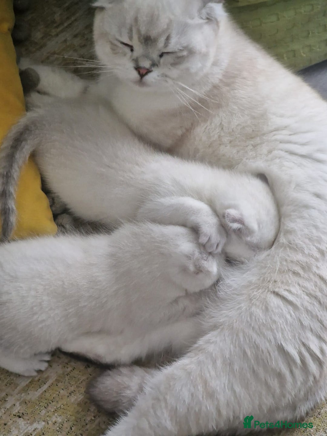 Scottish Fold cats for sale: Scottish Fold Kittens - Image 26
