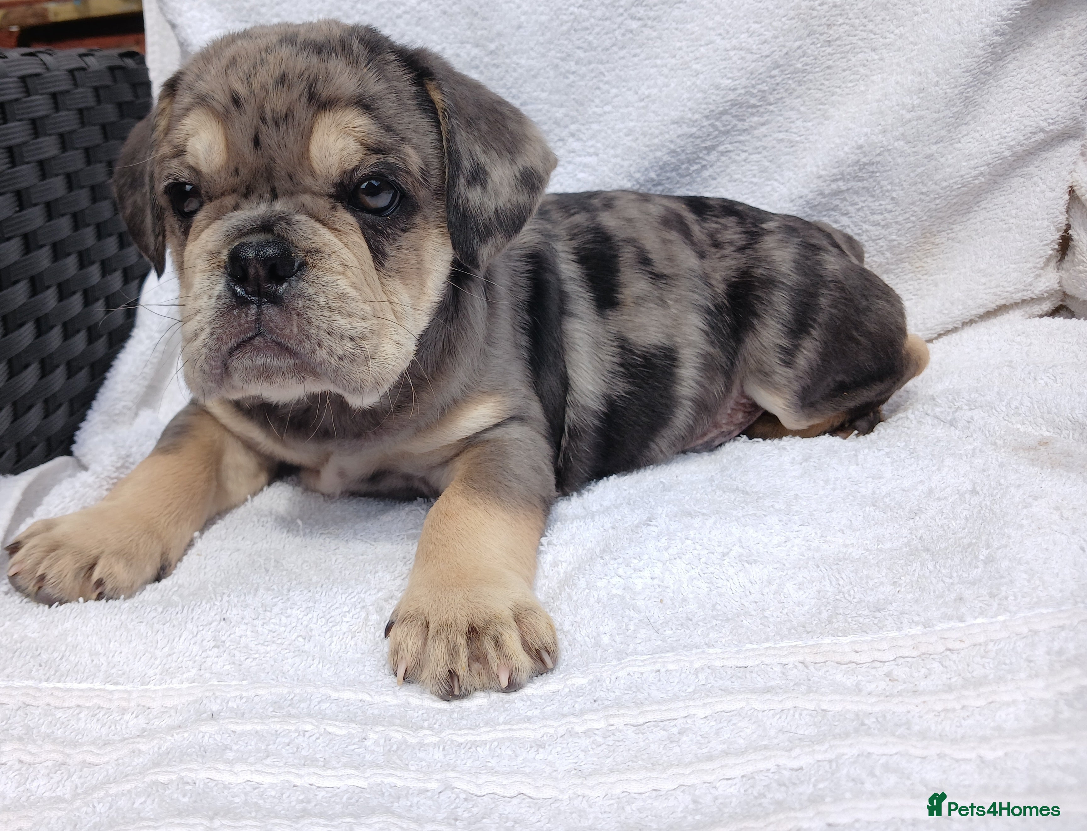 English Bulldog dogs Litter of Exotic English Bulldogs - Advert 6