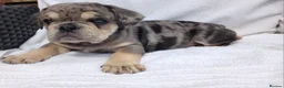 English Bulldog dogs for sale: Litter of Exotic English Bulldogs - Advert 1