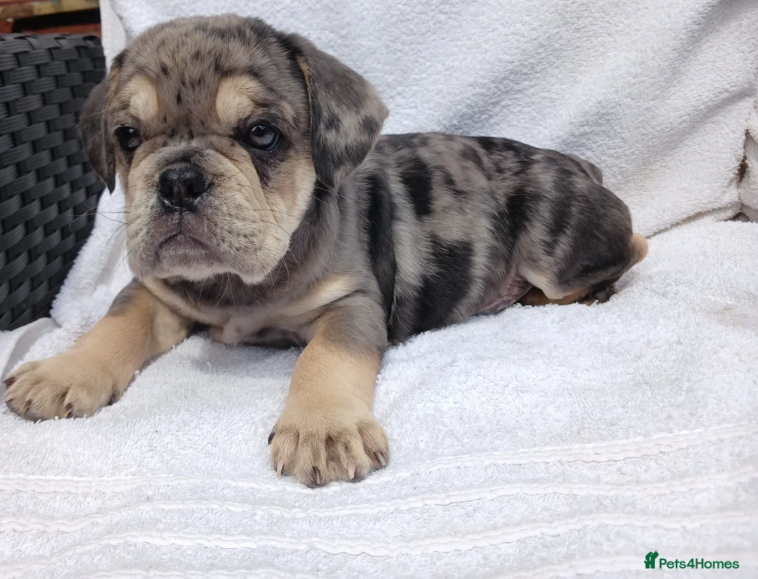 English Bulldog dogs for sale: Litter of Exotic English Bulldogs - Advert 1