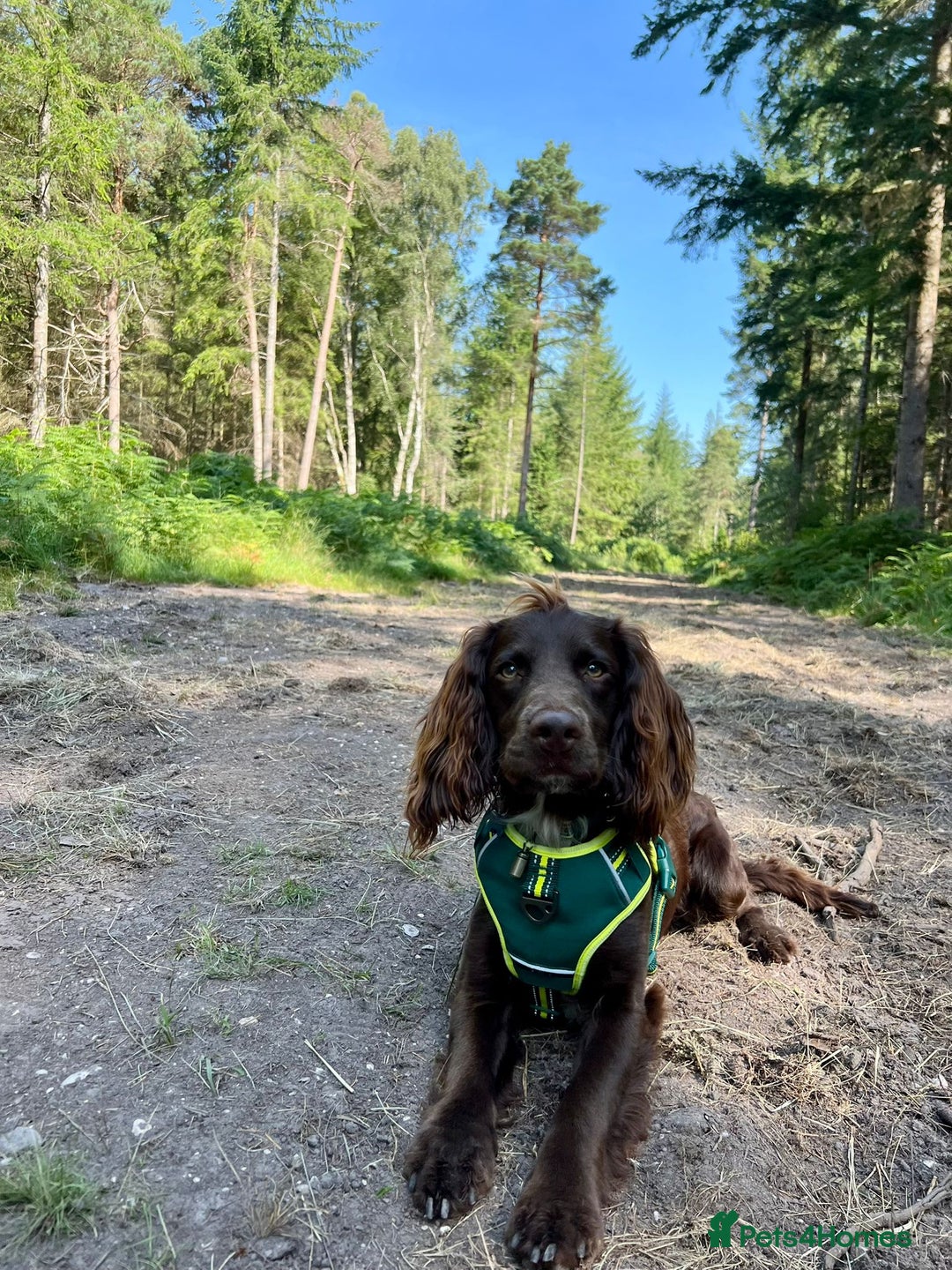 Sprocker dogs for stud: Stunning Cocker Spaniel Cross for Stud  - Image 2