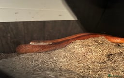 Corn Snake reptiles for sale: Corn snake for sale  - Advert 2