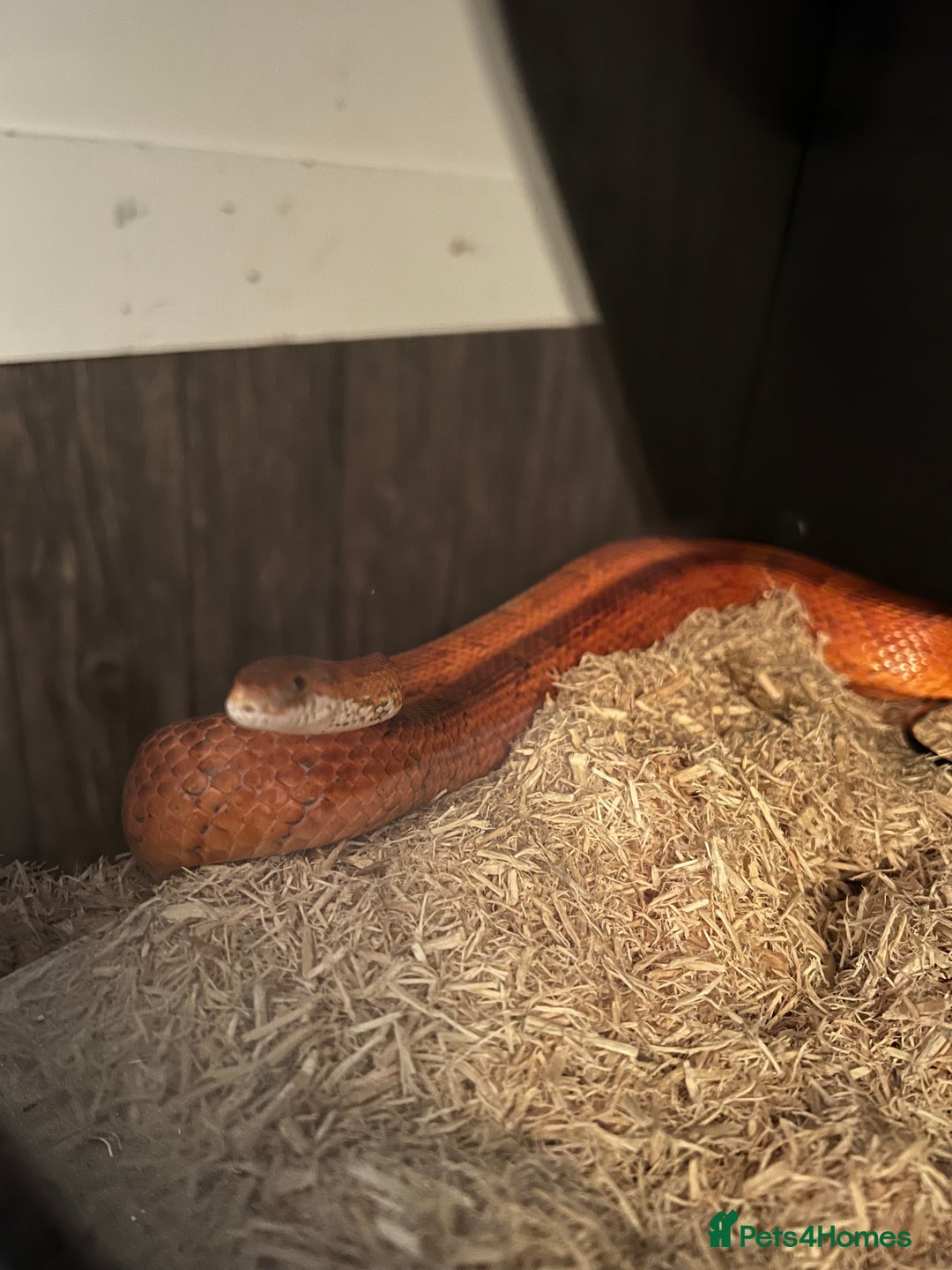 Corn Snake reptiles for sale: Corn snake for sale  - Advert 2